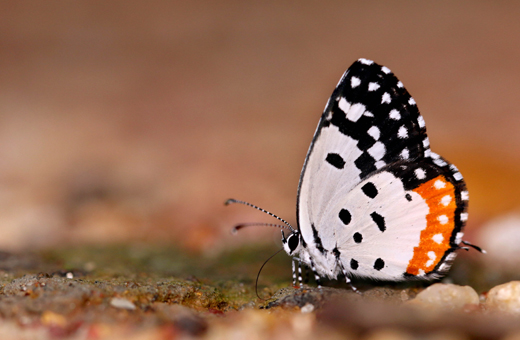Butterfly park belvai
